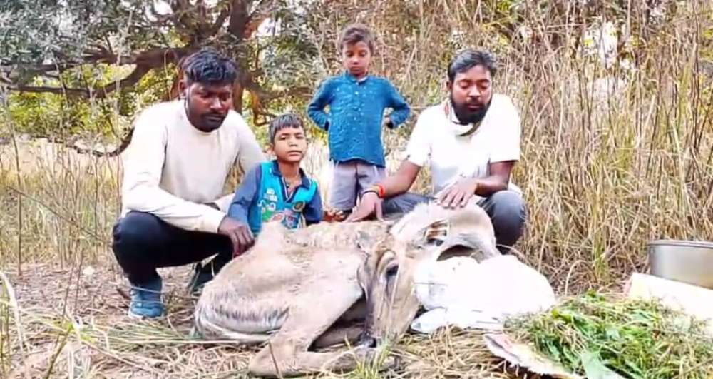 Kashi Ki Aawaz | चकिया में पहाड़ किनारे घायल नीलगाय मिलने से सनसनी, ग्रामीणों में चिंता।